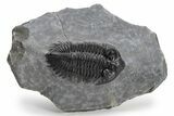 Coltraneia Trilobite Fossil - Huge Faceted Eyes #225319-4